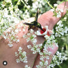 Hummingbird Ring Enamel Bill Skinner - The Hirst Collection